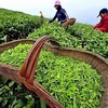 Tea industry projected to fulfil 2020 target despite pandemic