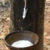 Cambodia’s rubber exports up 22 percent