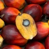 Malaysia: Palm oil goes down from eight-year high