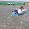 Cambodia temporarily bans import of farmed fish
