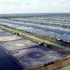 Indonesia aims to become world's largest vannamei shrimp producer