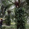 Malaysia files WTO lawsuit against EU on palm-biofuel curbs