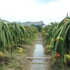 Long An expands organic dragon fruit cultivation