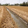 Water shortages, climate change linked to saline intrusion in Mekong Delta