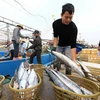 Indonesia eyes partnering with Vietnam in fisheries 