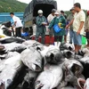 Vietnam's tuna exports to US increase