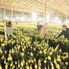 Flower growers look to online sales amid COVID-19 resurgence