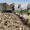 Vietnam gains cassava export growth in 2020