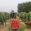 First dragon fruit lot exported to China in new Lunar Year