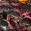 Sea crab breeding - A new option for Tra Vinh farmers