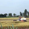 Minimal impacts of drought, saline intrusion felt in Mekong Delta