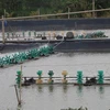Tien Giang aquaculture area, output edge up