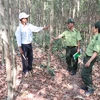 Gia Lai rapidly expands forest cover, helps improve livelihoods