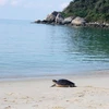 Endangered sea turtle returned to ocean