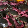 Ca Mau: Nam Can crab, U Minh Hot Pot named among Vietnam’s Top 100 specialties