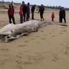 Dead whale washed up on beach in Quang Binh