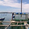 Vietnam striving to promote sustainable marine aquaculture development