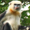 Ha Giang forest rangers work to preserve Tonkin snub-nosed monkeys