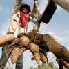 Cambodia’s cassava prices increase over lower yield