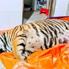 Ha Tinh police prosecute tiger bone glue maker