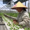 Bac Giang province to raise contribution of hi-tech agriculture
