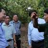 Binh Phuoc urged to develop cashews as main crops