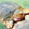 Danko Group funds project to protect Hoan Kiem turtles