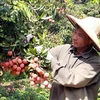 Vietnam ready to monitor lychee exports to Japan