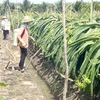 Tien Giang to produce more dragon fruit as part of climate-change adaptation plan