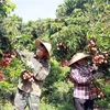 Conference to seek ways for boosting farm produce export to Japan
