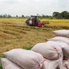 Northern region enjoys record rice output in 2020-2021 Winter-Spring crop