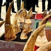 Vietnam hands over rhino horn DNA samples to South Africa