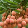 Bright prospects for fresh Vietnamese lychees in Australia