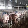 Developing disease-free zones helpful in exporting animal products