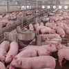 Russia becomes largest pork supplier to Vietnamese market