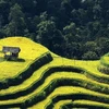 Ha Giang to host culture week highlighting terraced rice fields