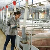 IFC helps GreenFeed Vietnam expand pork production