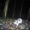 Rare striped rabbits discovered in Central Highlands