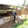 Soc Trang develops cattle farming