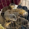 Nearly 480 wild animals rescued in H1