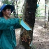 Vietnamese rubber producers benefit from higher prices in Q2