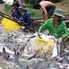 Over 20 Vietnamese basa fish exporters withdraw from EU market
