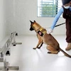 Cambodia succeeds in training dogs to detect COVID-19 patients