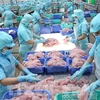 Report on impact of IUU yellow card on Vietnam’s seafood industry released