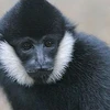 Vu Quang national park offers home for rare gibbon