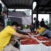 Vietnam aims to connect 5 million farming households to e-commerce platforms