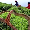 Vietnam’s tea exports to Australia surge 