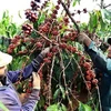 Vietnam's coffee exports to UK drop in H1