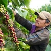 Vietnam, Australia cooperate in organic food trade