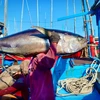 Vietnam’s tuna exports drop sharply in August